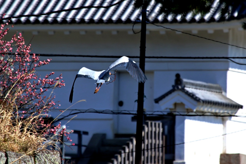 城のお堀の水鳥達：アオサギ③