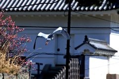 城のお堀の水鳥達：アオサギ③