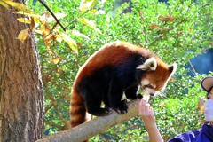 オータム・レッサーパンダ