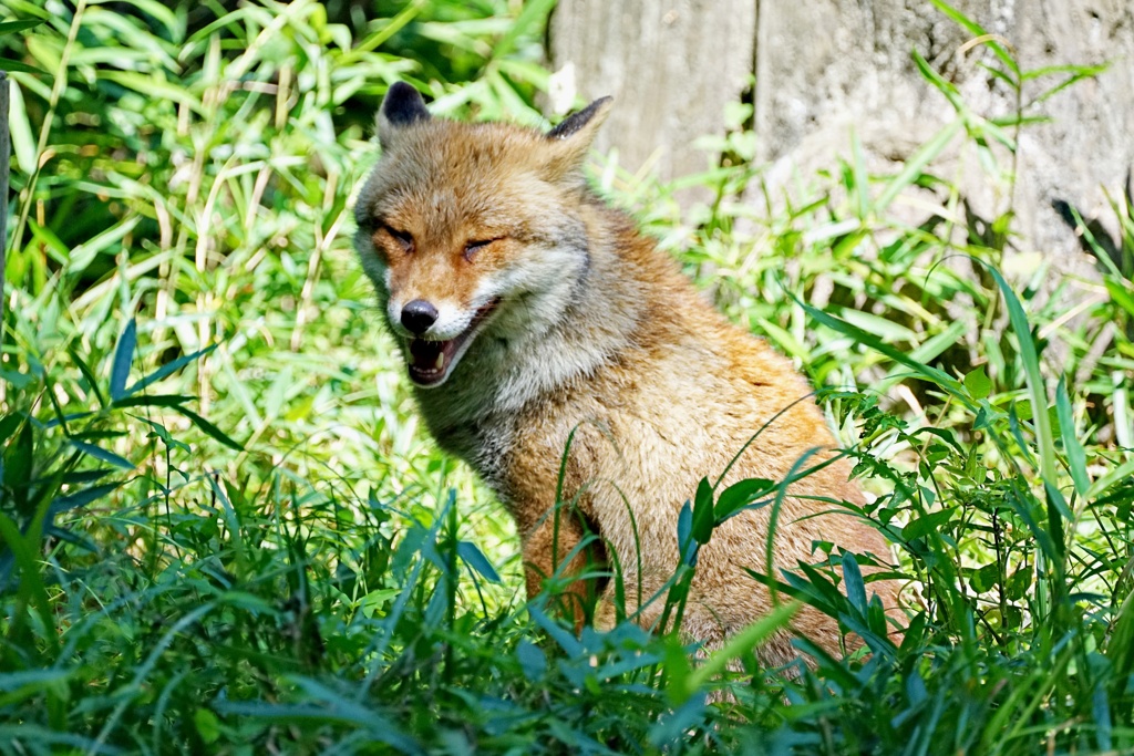 コンニチハ