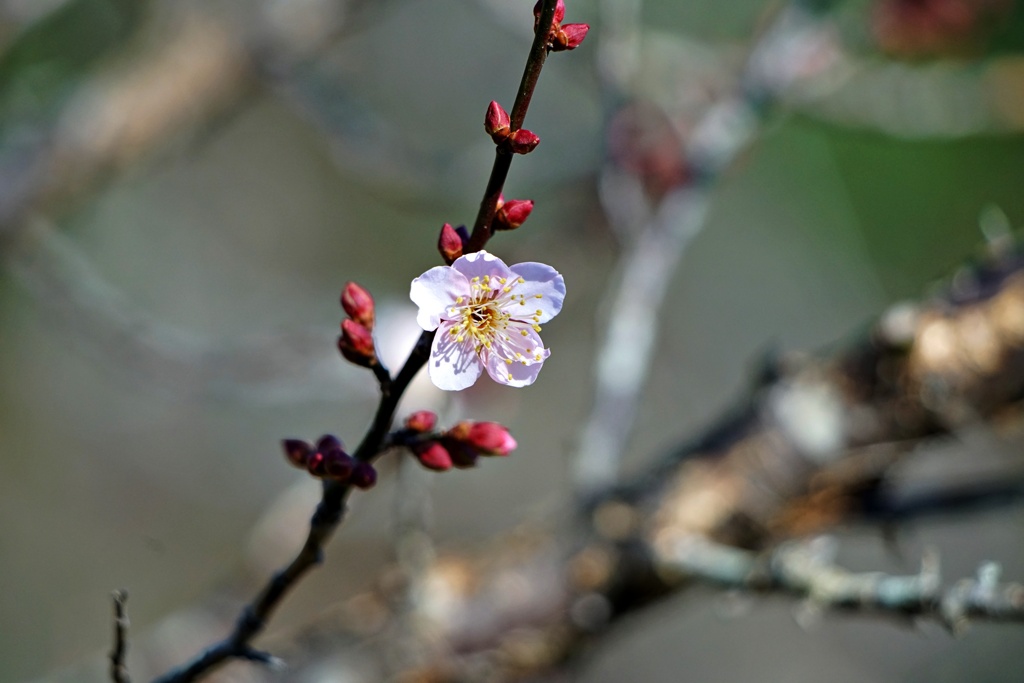 早咲き梅が咲始めました：紅冬至