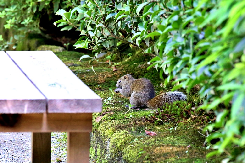 可愛いが困ったちゃんの侵入者(外来生物)