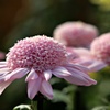 丁子菊：元禄丸