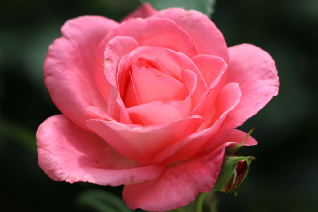 芳純 