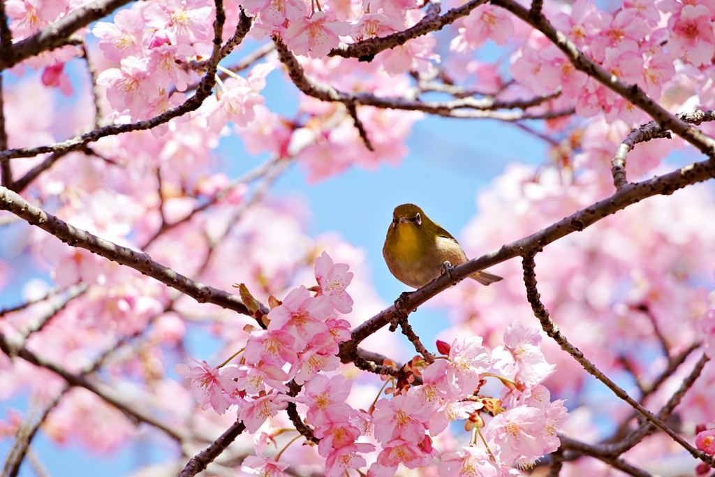 サクジロー今年の初撮り