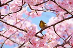 サクジロー今年の初撮り