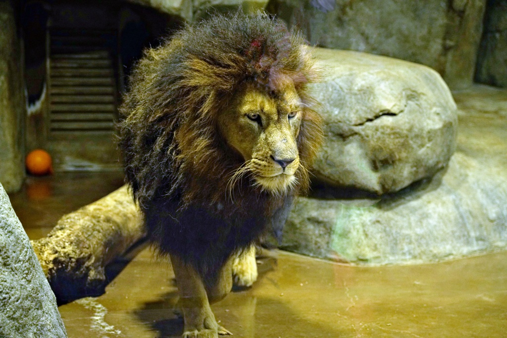 百獣の王来る