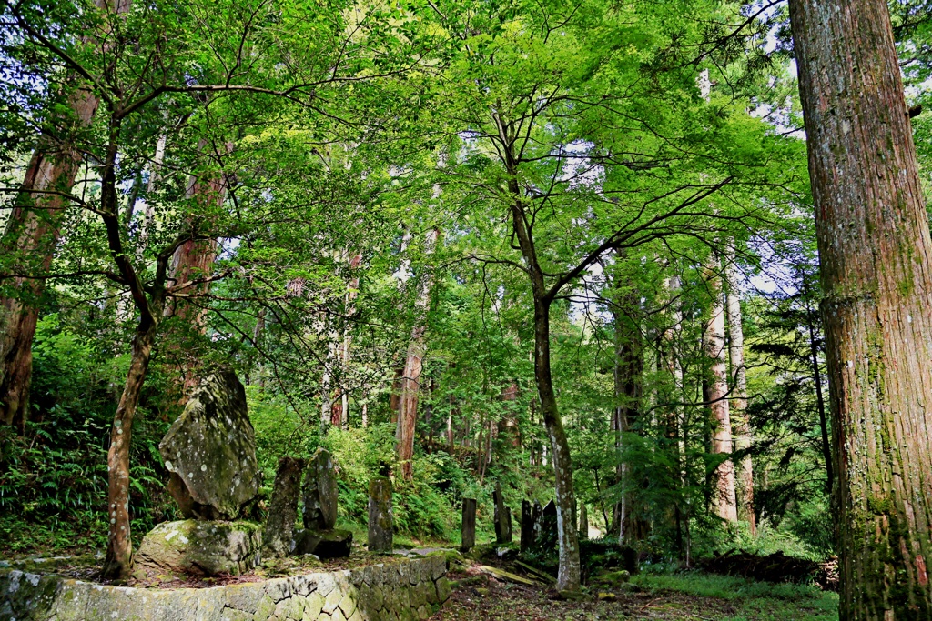 箱根山麓深森散歩