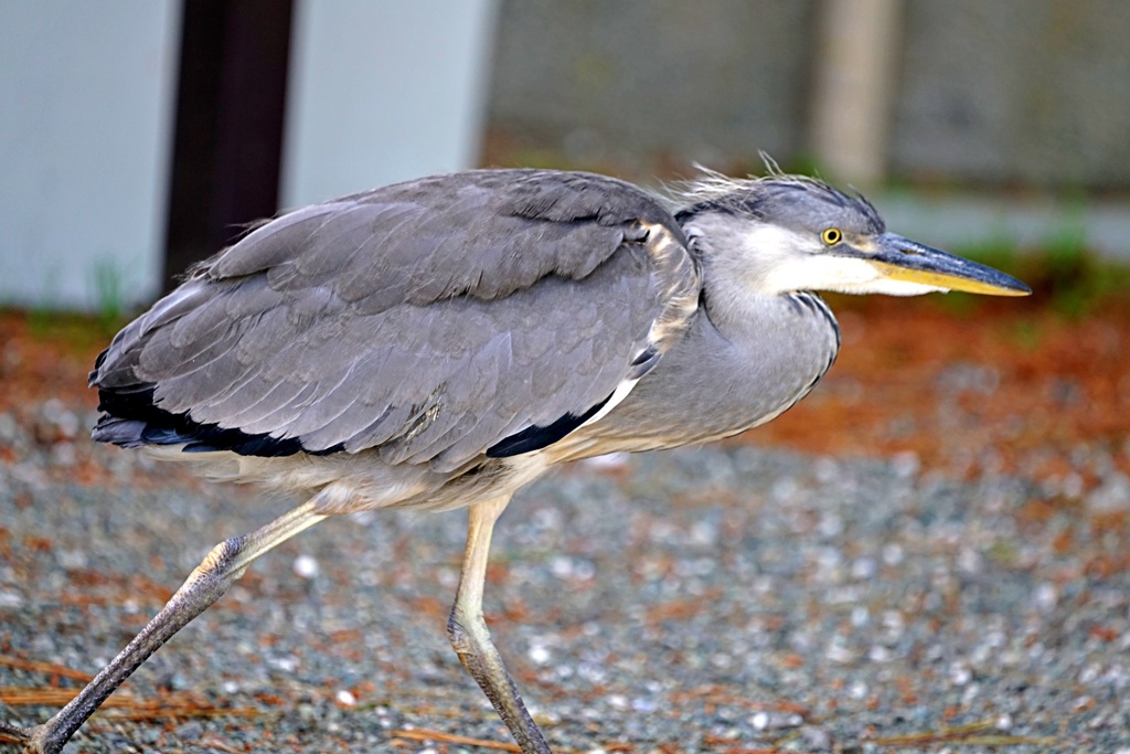 野良サギ散歩③
