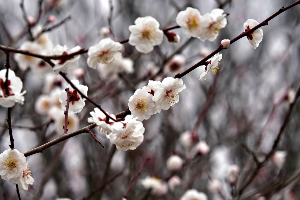 桜梅