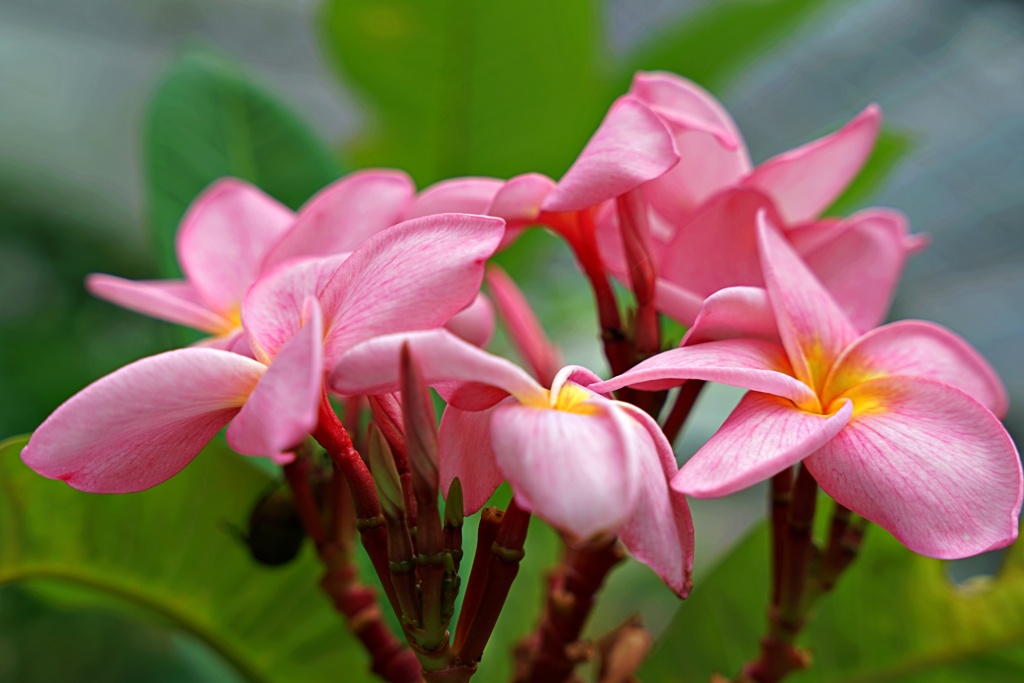 アロハな花