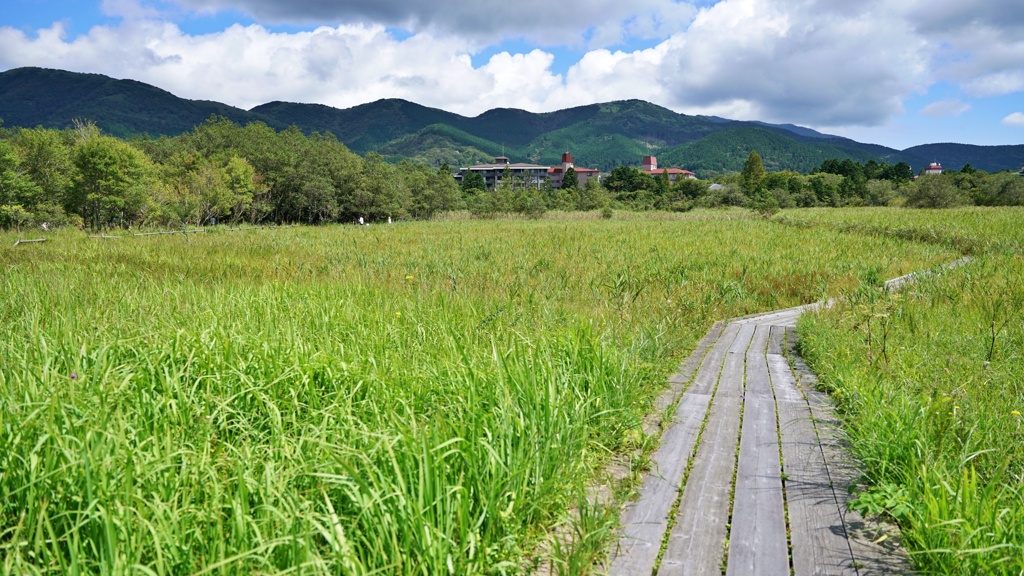 仙石原湿原植生復元区