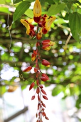 魅惑の花③