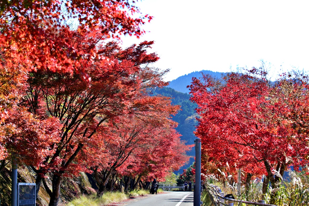 紅葉ロード