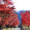 紅葉ロード