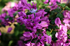 温室の花①
