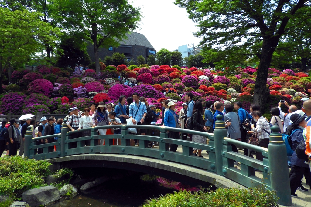 2019年根津神社つつじまつり：神橋