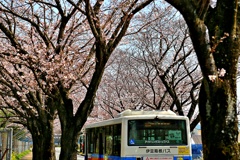 桜前線真っただ中④