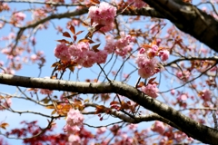 さくら・サクラ・桜：カンザン(関山)