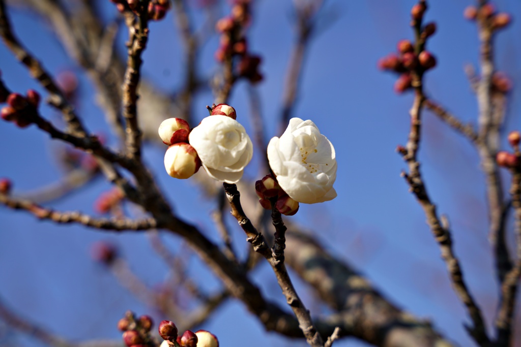 早咲き続々開花中：鴬宿梅