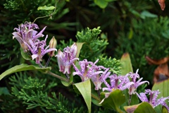 湿原の花9月：ホトトギス