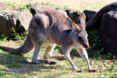 腕立て伏せをするカンガルー