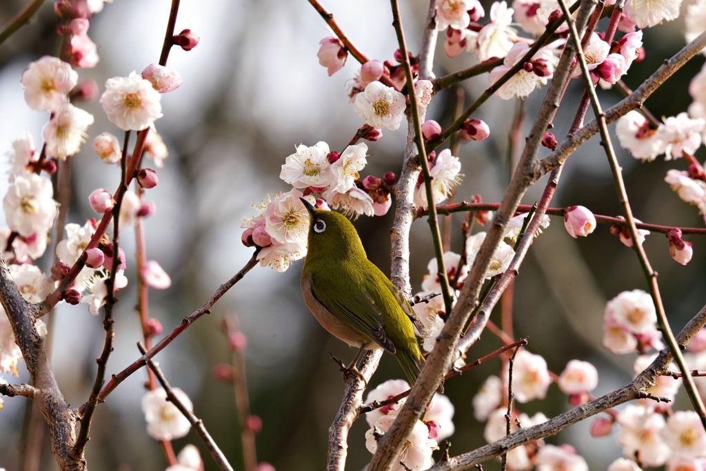 ウメジロー