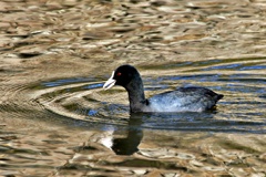 城のお堀の水鳥達：オオバン