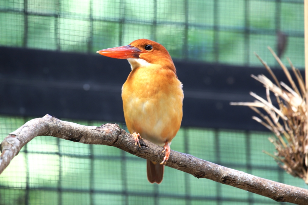 アカショウビン