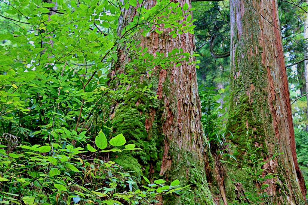 箱根山麓深森散歩