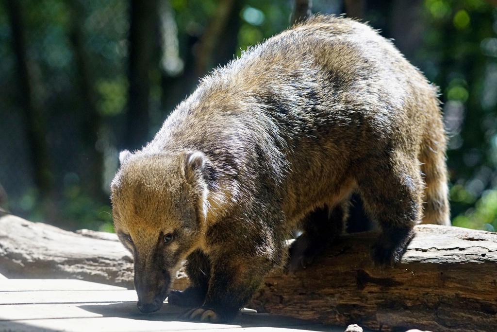 こう見えてクマなんです