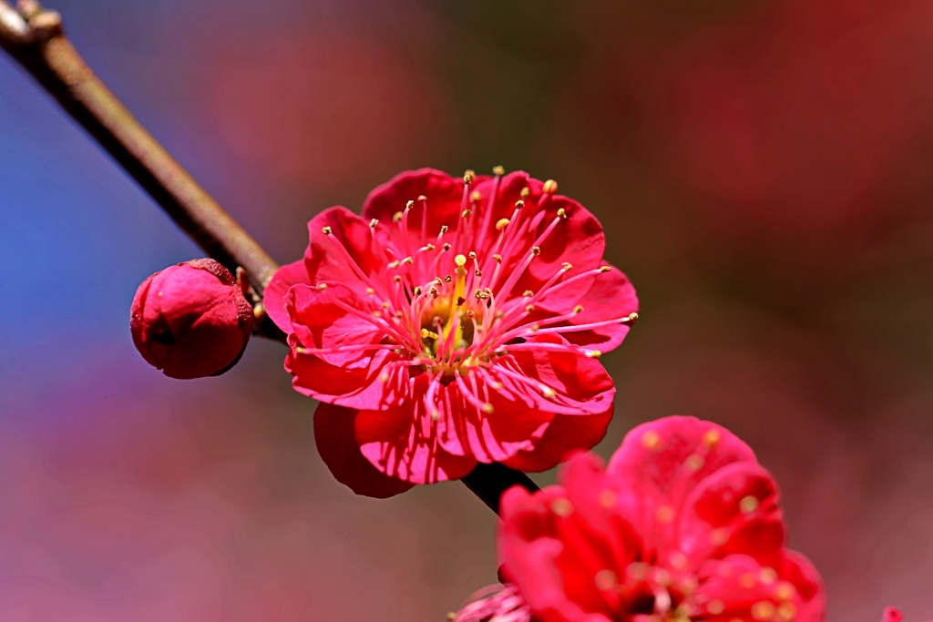 黄金時代の梅：蘇芳梅②