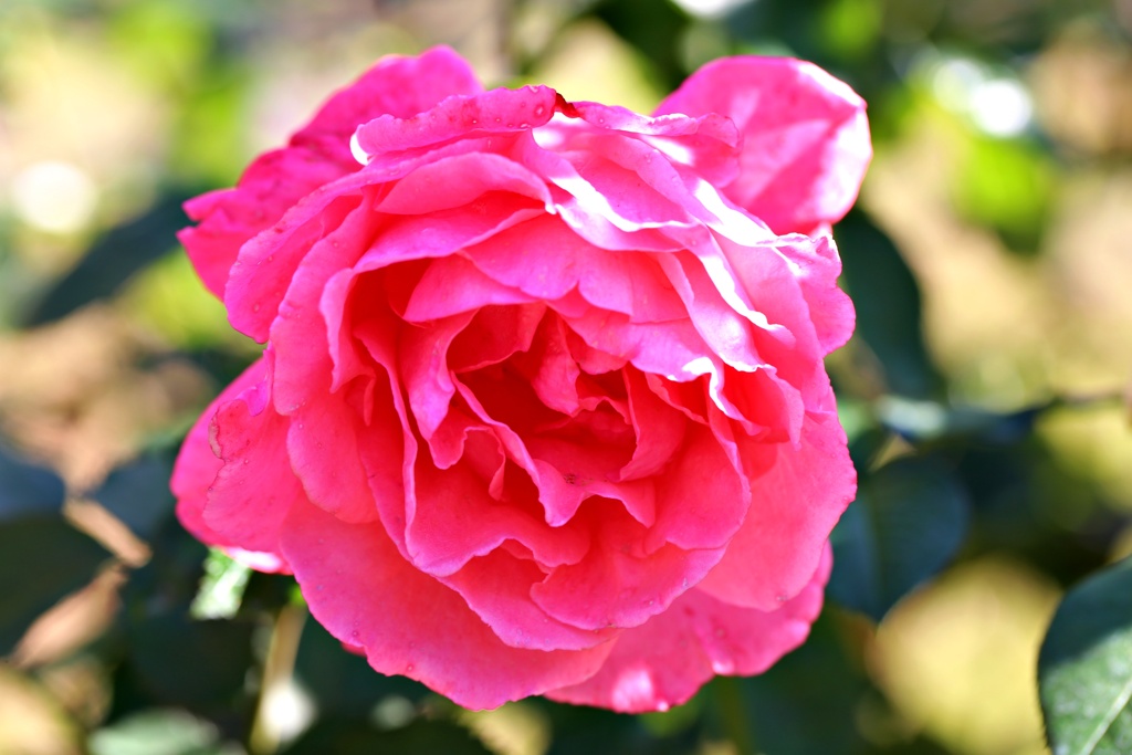 十花十香巡り：芳純