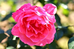 十花十香巡り：芳純
