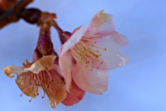 河津桜の咲始め