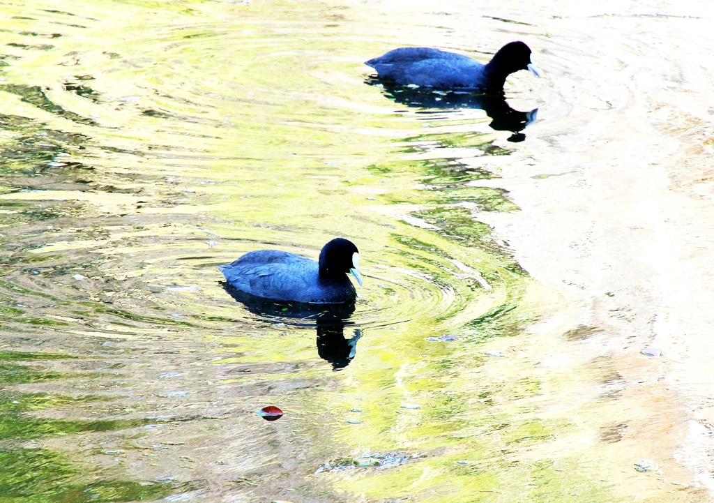 城址公園で見た鳥：オオバン