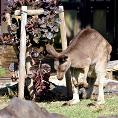 和風の挨拶をするカンガルー