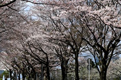 桜前線真っただ中③