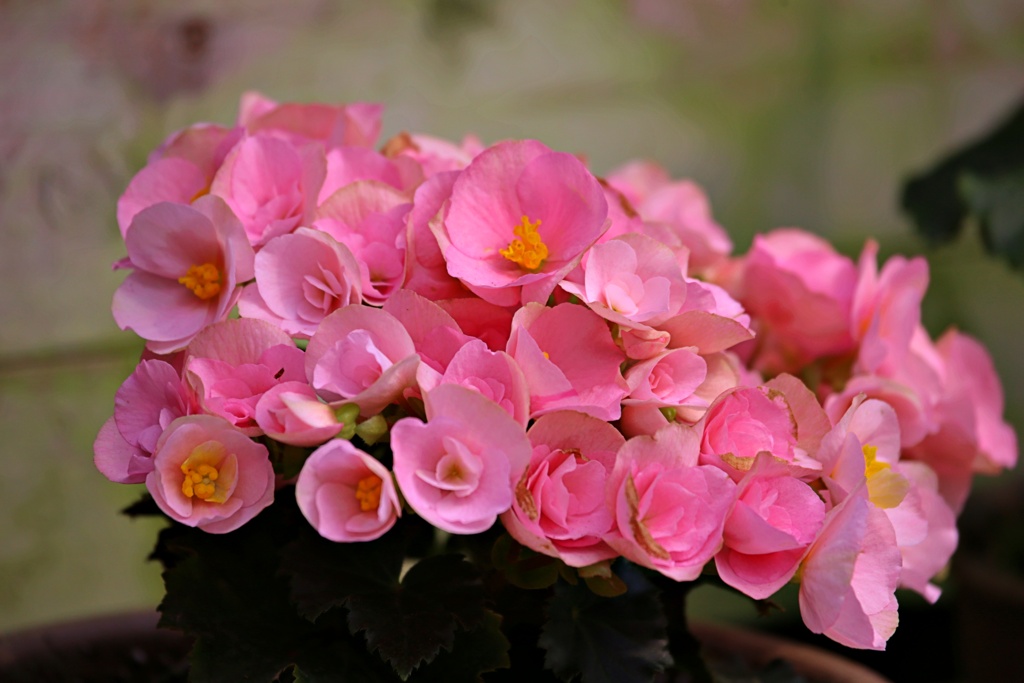アンデス山地の花⑤