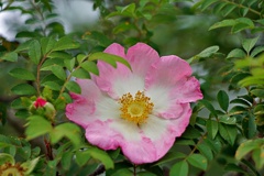 サンショウバラ(箱根薔薇)