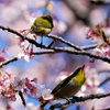桜に集う