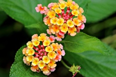 華凛な花：ランタナ