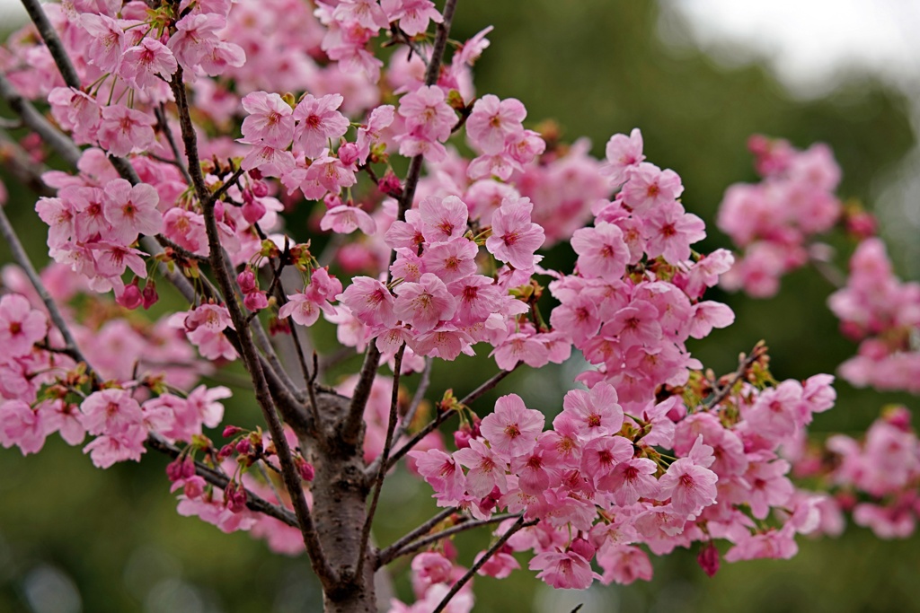 暖々桜：ヨウコウ(陽光)