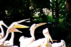 ペリカンキャッチャー