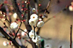 梅は見頃：菊牡丹