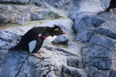 ミナミイワトビペンギンー１