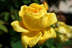 5月のバラ：ローズヨコハマ２
