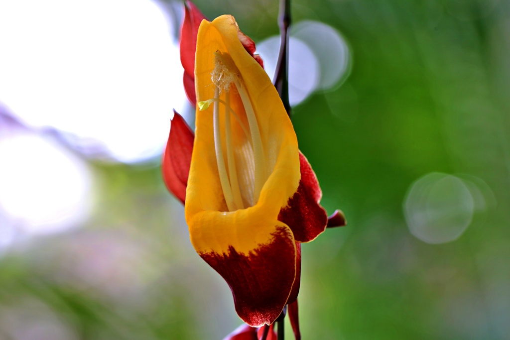 魅惑の花④