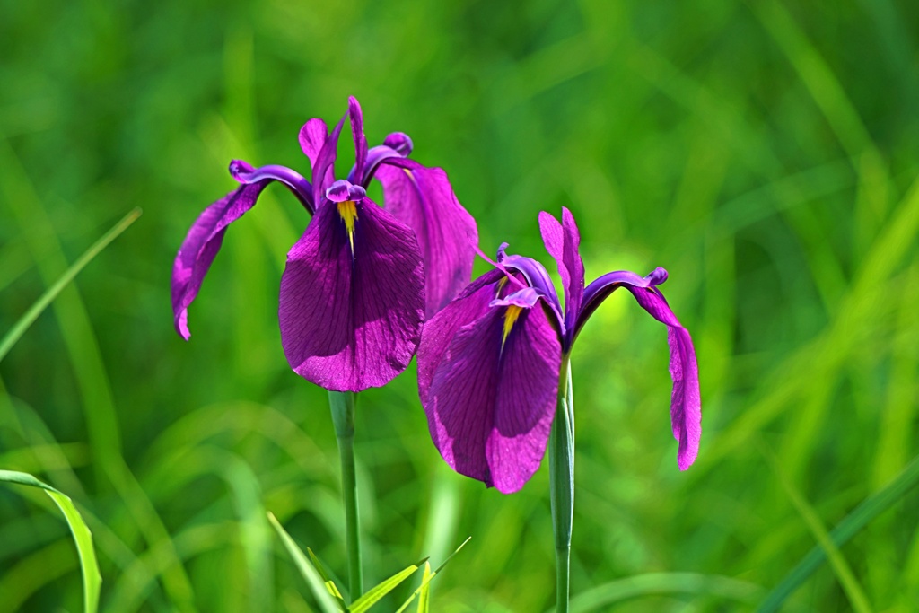 野花菖蒲