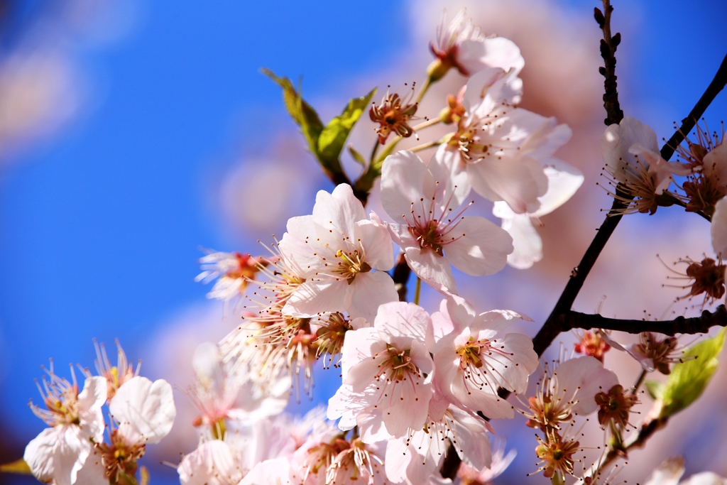 ハルメキ(別名：足柄桜)